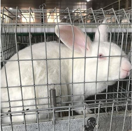 出售供应 三兔笼子 养殖兔笼 子母兔笼 欢迎