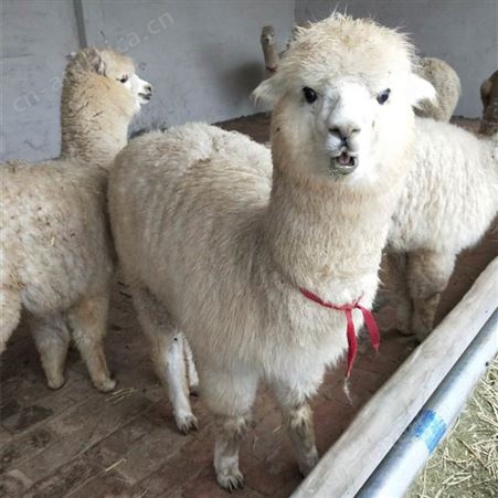 宠物羊驼 羊驼租赁厂家供应成年羊驼 优良品种