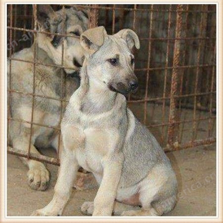 厂家销售狼青犬幼犬 种中华狼青犬厂家报价