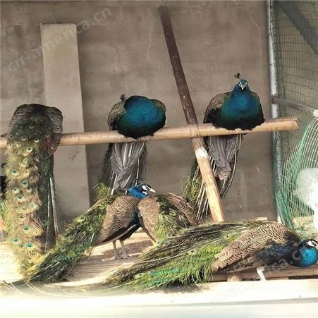 JXJS-16蓝孔雀苗养殖场出售三个月的孔雀苗 孔雀幼苗  可批发 成年蓝白孔雀