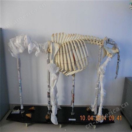 动物骨骼标本兔骨骼标本 动物骨骼标本 人体骨骼标本 动物骨骼教学实训室标本动物骨骼标本销售