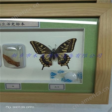 蝴蝶生活史标本 金凤蝶生活史教学展示标本 蝴蝶标本制作销售厂家