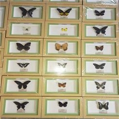 蝴蝶展示科普展览 直销教学科研使用 蝴蝶标本 蝴蝶标本