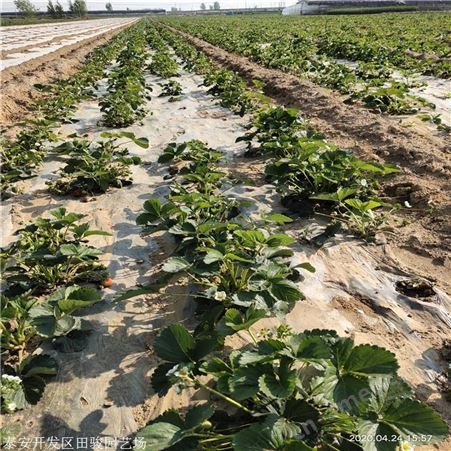 地栽草莓苗 脱毒二代香野草莓苗 基地现货供应红颜草莓苗