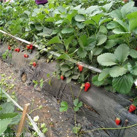 地栽草莓苗 妙香七号草莓苗 基地现货供应红颜草莓苗
