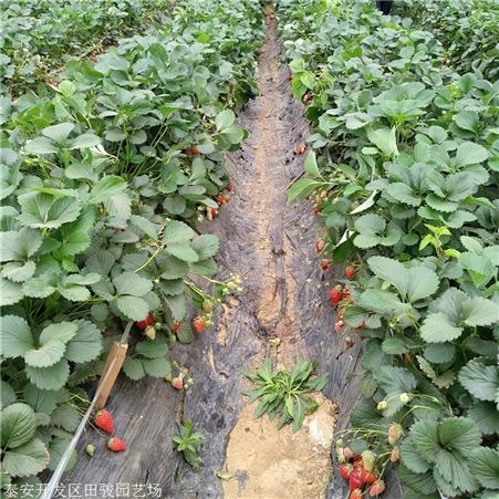 地栽草莓苗 妙香七号草莓苗 基地现货供应红颜草莓苗