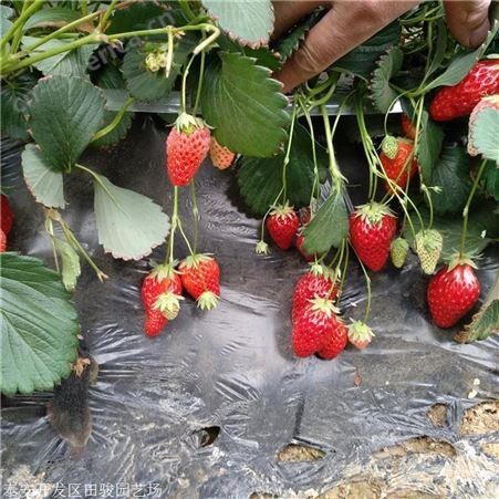 草莓苗 丰香草莓苗 基地现货供应红颜草莓苗