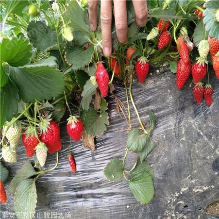 草莓苗 丰香草莓苗 基地现货供应红颜草莓苗