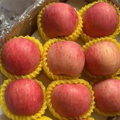 阿里地区放心省心 苹果 红富士苹果 新鲜水果 工厂